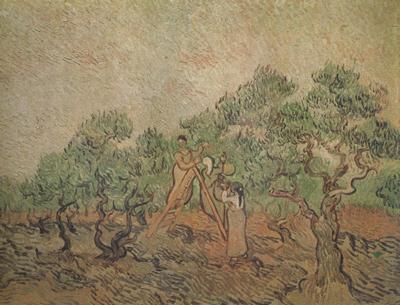 Vincent Van Gogh Olive Picking (nn04) oil painting image